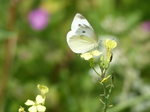 FZ006995 Small white butterfly (Pieris rapae) setting off from flower.jpg